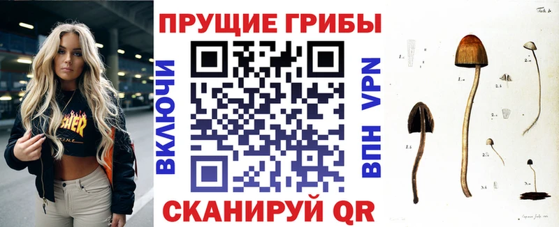 Псилоцибиновые грибы Psilocybine cubensis  кракен ссылки  Серафимович 